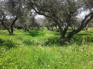 Lefkogia Farm olive trees