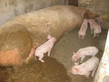 Lefkogia Farm pigs