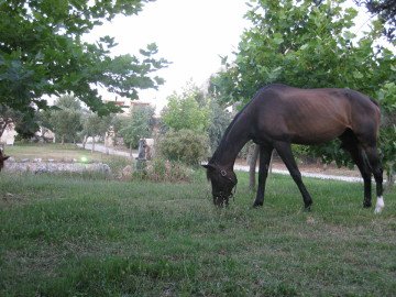 Lefkogia Farm horse