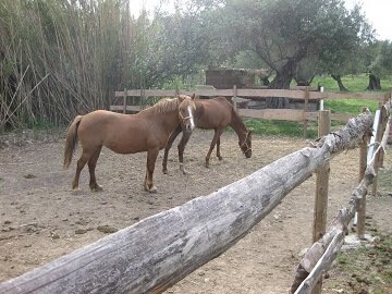 Lefkogia Farm horse stable