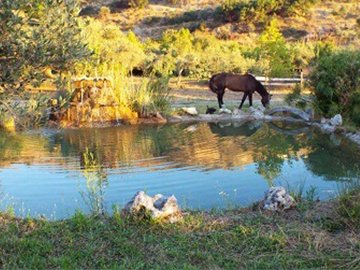 Lefkogia Farm pond with horses