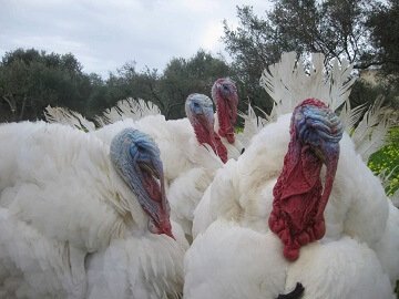 Lefkogia Farm turkeys